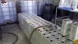 Blitz a Cerignola contro la contraffazione di olio evo, sequestro dei Nas per 900mila euro