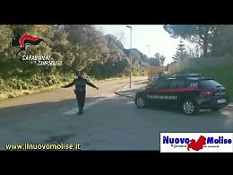Bagheera e Axel, i cani militari coraggiosi del blitz antidroga nel Basso Molise dei Carabinieri di Campobasso, Termoli e San Severo