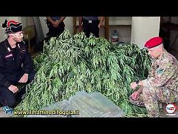 Colpo grosso antidroga dei Carabinieri di San Nicandro Garganico: sequestrate 370 piante di cannabis e 2 Kg di di marijuana