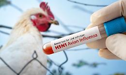 Il cielo sopra il pollaio: la sfida silenziosa tra biosicurezza e migrazioni