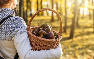 Si possono mangiare i funghi crudi?