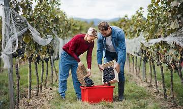 Uva, tanta salute a grappolo