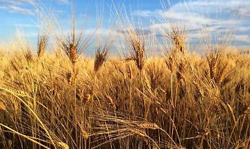 Il "Senatore Cappelli", creato a Foggia, "insegna" al Messico come ottenere il grano resiliente