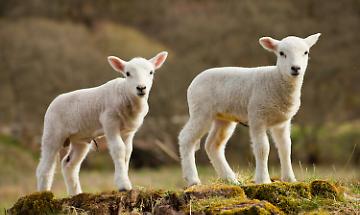 La fase critica dell'allevamento ovino: alimentazione e sviluppo nei primi mesi di vita