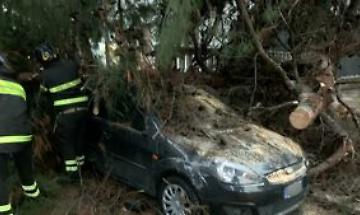 Maltempo a Foggia, alberi gi&ugrave;: a viale Ofanto sfiorata la tragedia e scattano i divieti