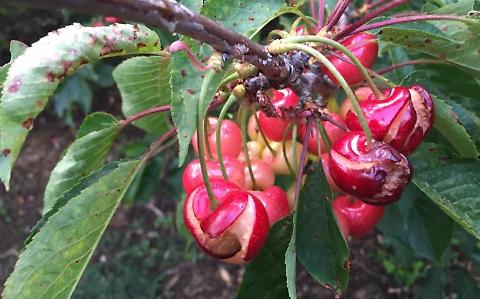 Maltempo, monito di Coldiretti: nel Metapontino "spaccatura" per ciliegie e  drupacee - Il Castello Edizioni e Il Mattino di Foggia
