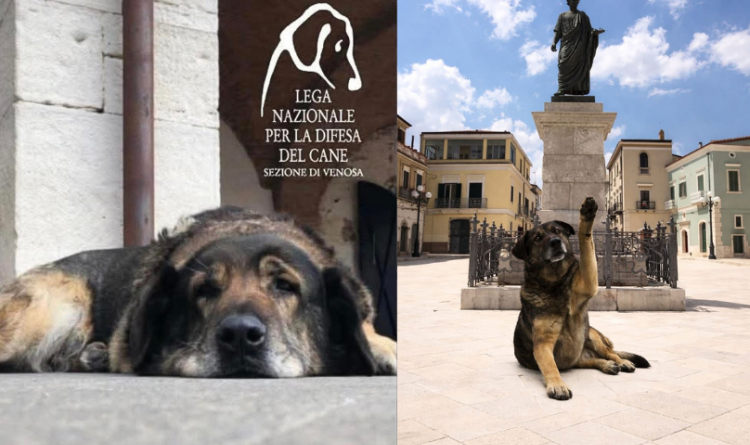 Orso, il custode gentile di Venosa