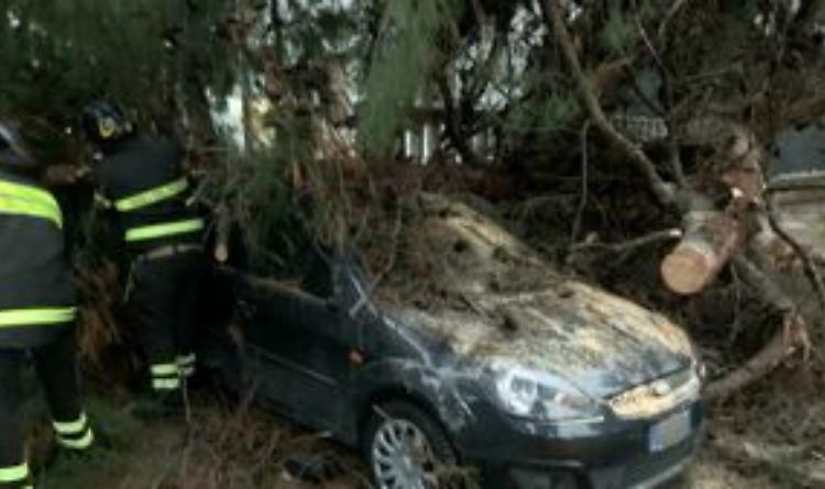 Maltempo a Foggia, alberi gi&ugrave;: a viale Ofanto sfiorata la tragedia e scattano i divieti